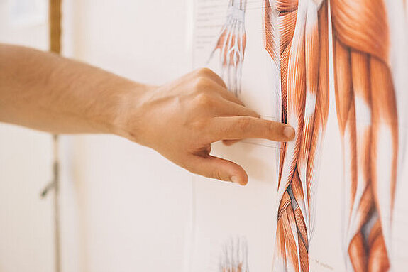Physiotherapie Anatomie